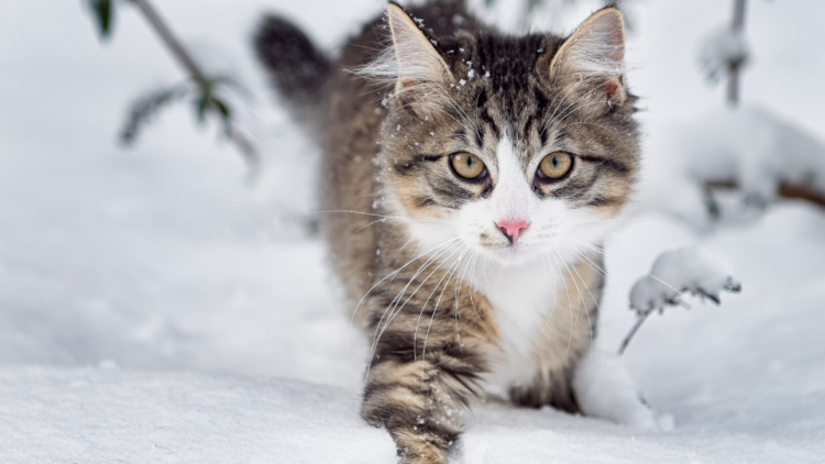 cat walking in snow