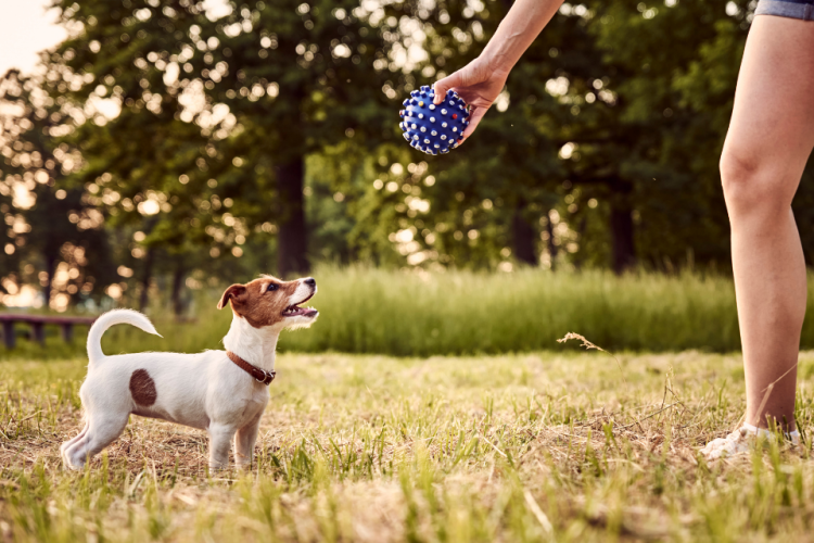 Jack Russell Terrier waits for owner to toss ball