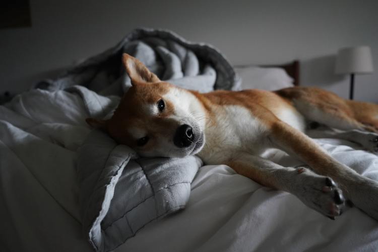 Sleepy Shiba Inu laying on grey blanket and bedding.