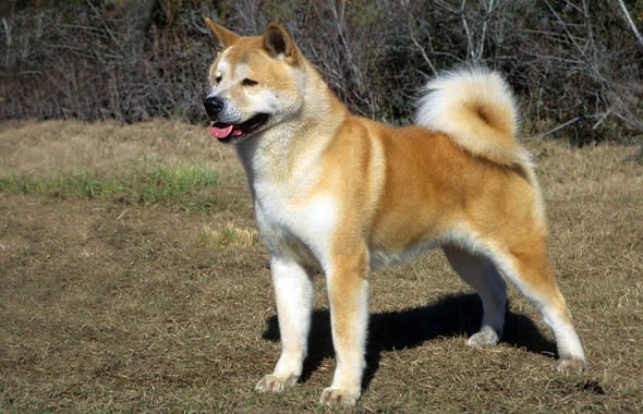 akita dog in field