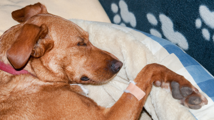 Sleeping dog wearing a bandage from vet 