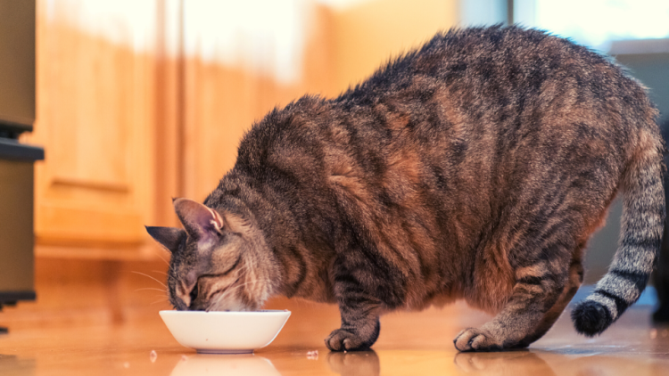 Overweight cat eating from food bowl