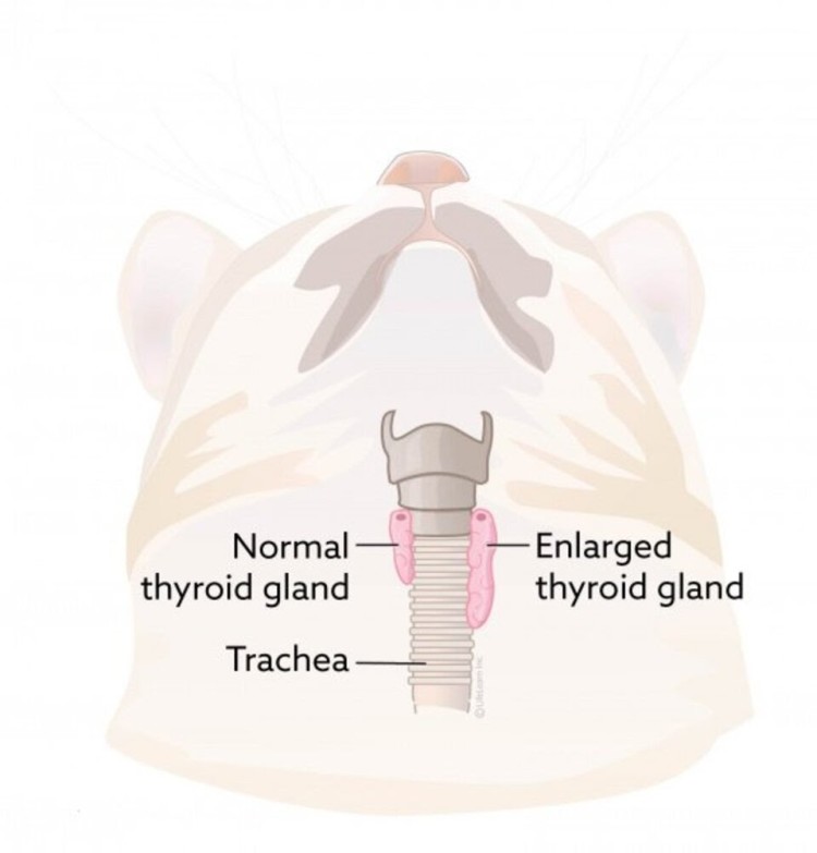 thyroid gland position in cats