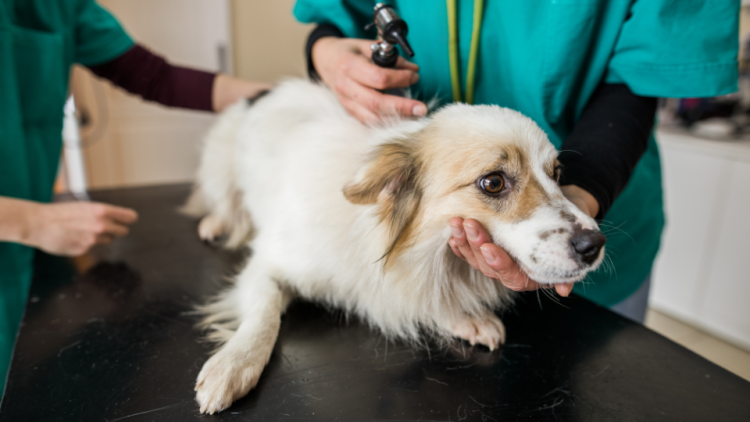 Veterinarian examines dog on table with ear tool