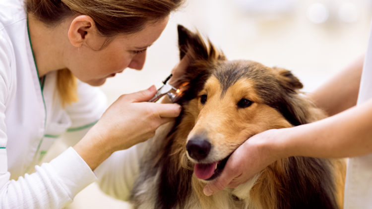 vet examines dog with a cold