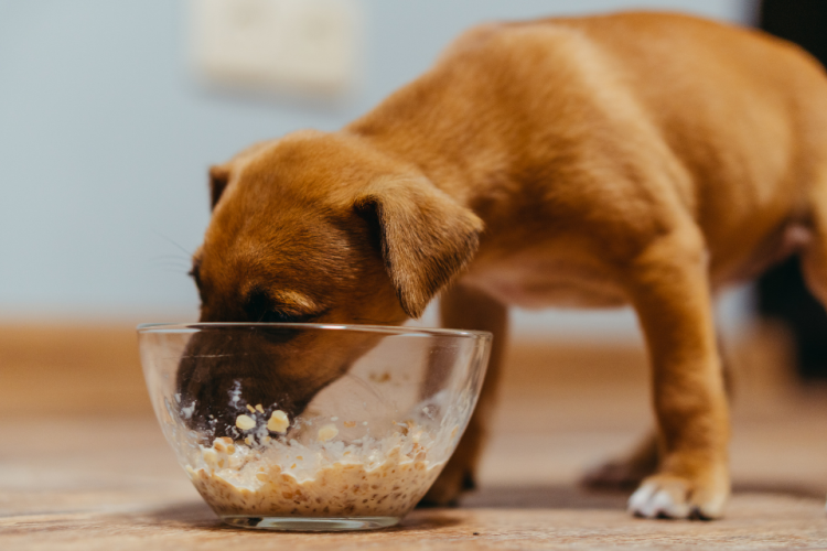 Puppy eats bowl of oat milk