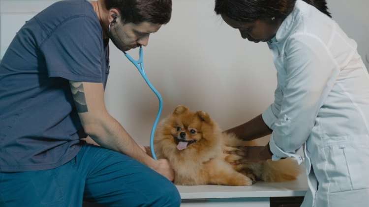 Pomeranian dog examined by vet