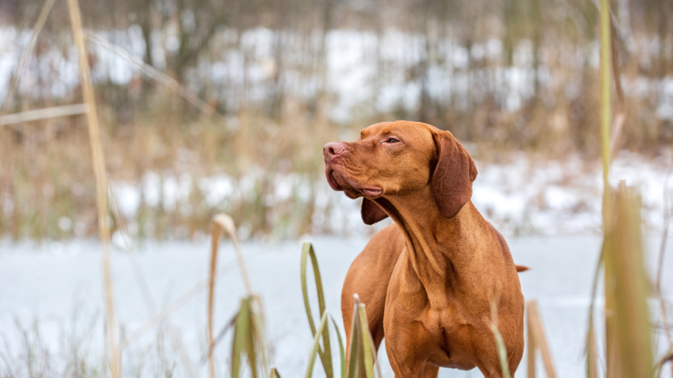 Vizsla pointing dog in marsh landscape
