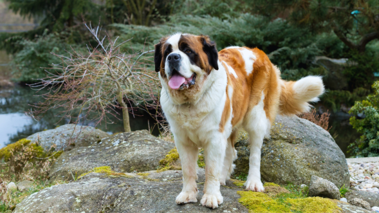 St. Bernard dog standing on a rock in nature