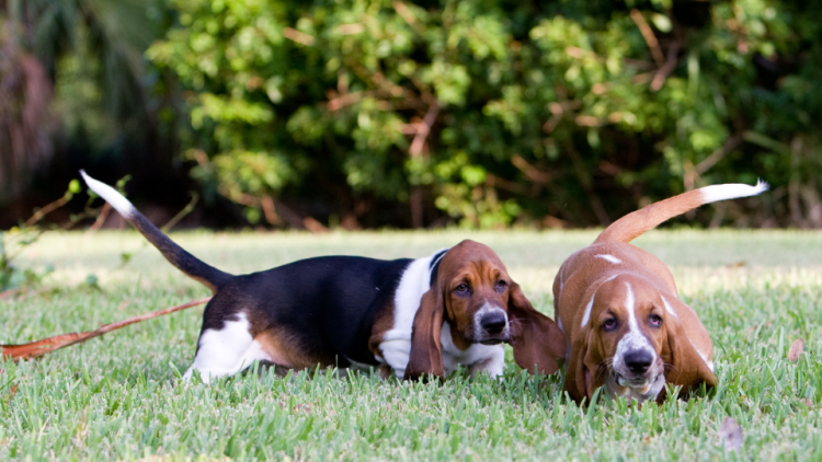 Two Basset Hound puppies walk through the grass