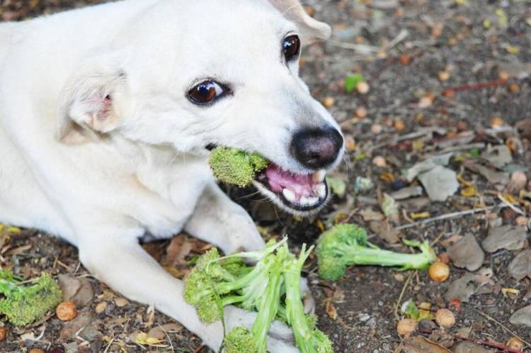 white dog eating broccoli