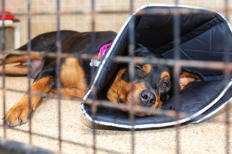 dog with parovirus in cage with cone