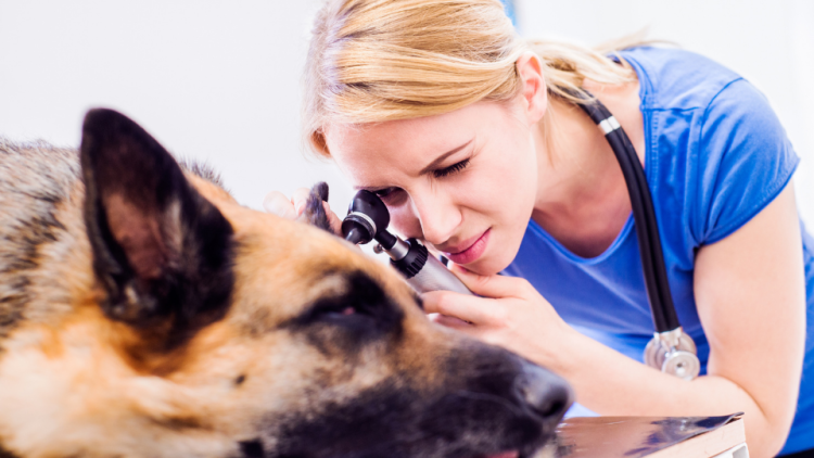 vet examines german shepherd ear
