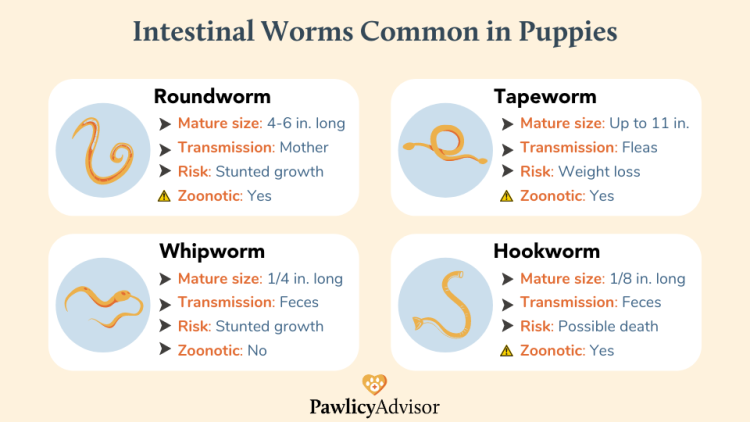 worms in puppies