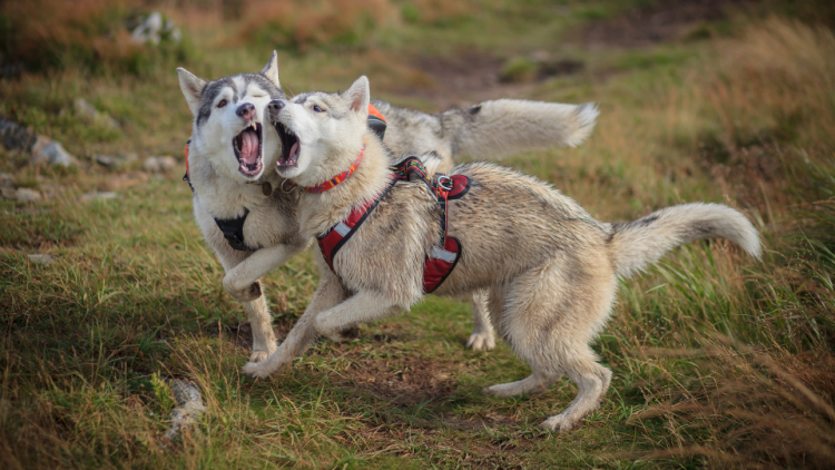 Two Siberian Husky dogs playing