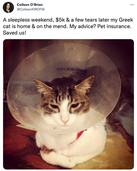 cat insurance twitter post 1