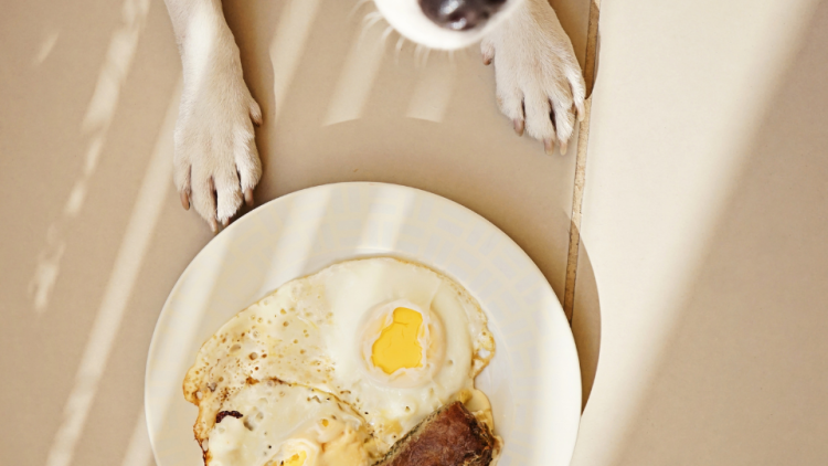 Dog paws and a plate of eggs