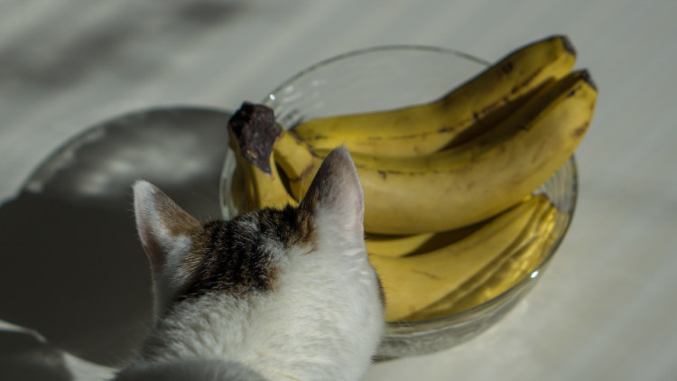 Cat investigating a bowl of bananas