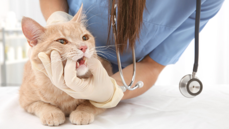 vet checking cat teeth