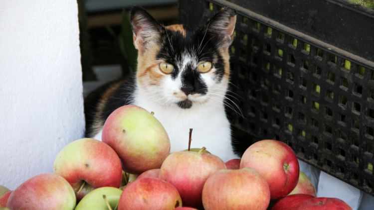 Cat sitting next to bowl of apples