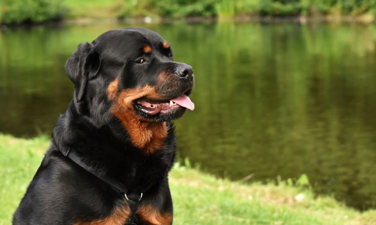 Panting black and tan Rottweiler in a park.