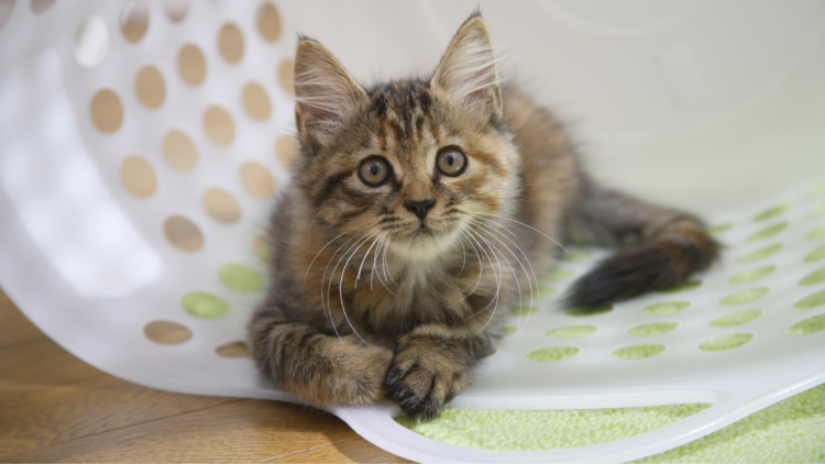 kitten in laundry basket