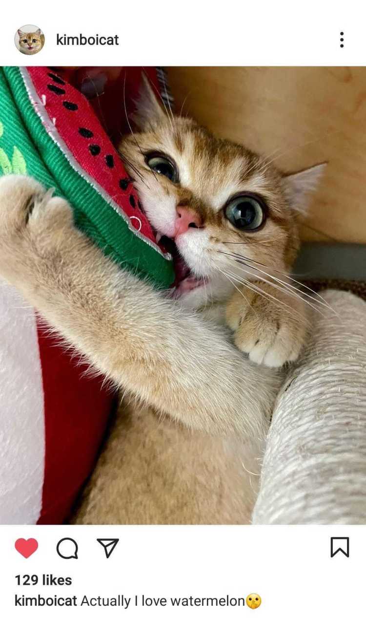 Instagram photo of kitten playing with watermelon toy