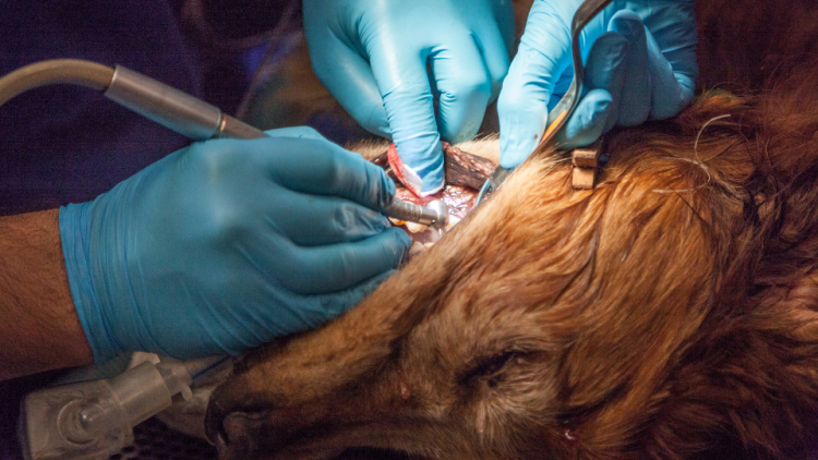 vet performs dental surgery on dog