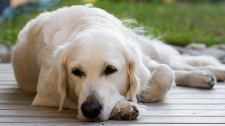 Golden Retriever dog with osteosarcoma bone cancer