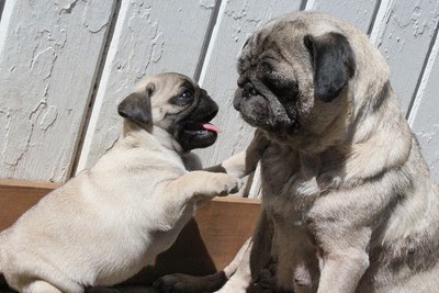 Pug and puppy playing