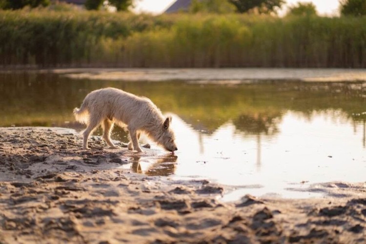 dog drinking water from contaminated lake