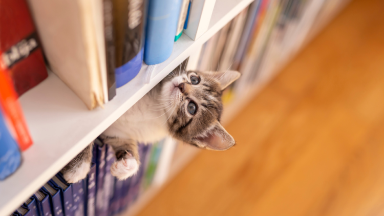 kitten climbing bookshelf