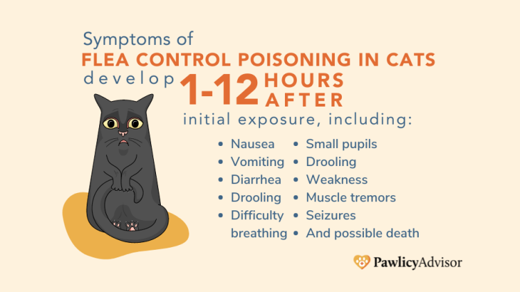 symptoms of feline flea poisoning