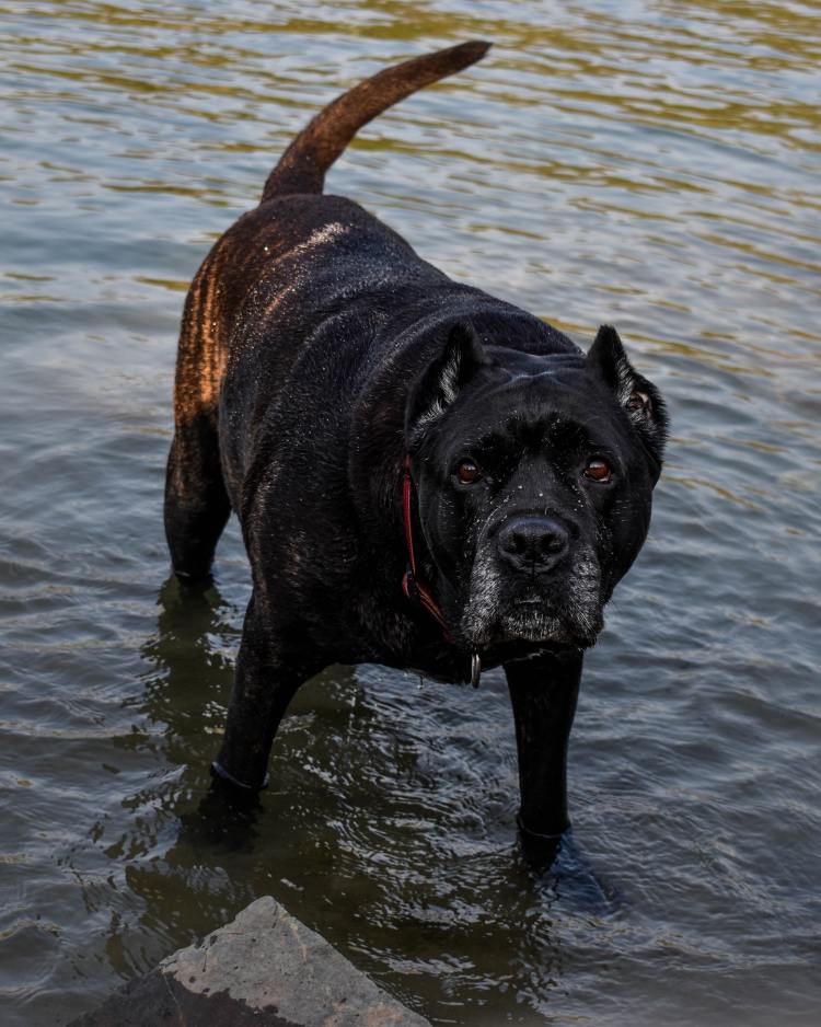Black Cane Corso standing in shallow water