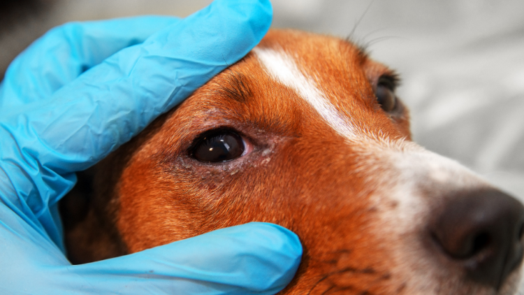 Veterinarian examines eye of dog with glaucoma
