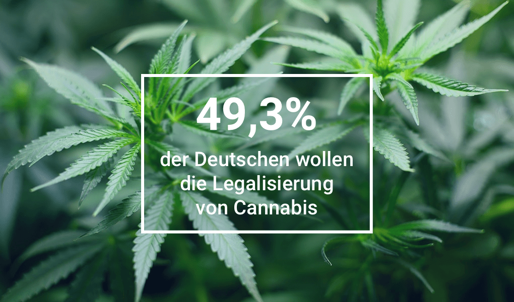 auswertung-cannabis-min