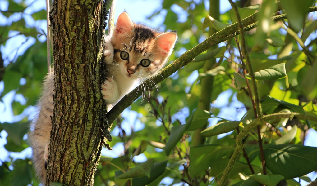 20180808-katzen-min