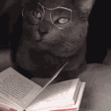 Reading Cat