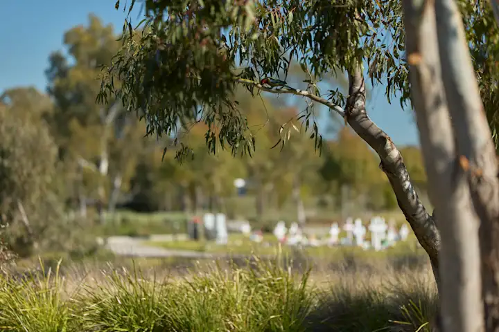 Native tree at Northern Memorial Park