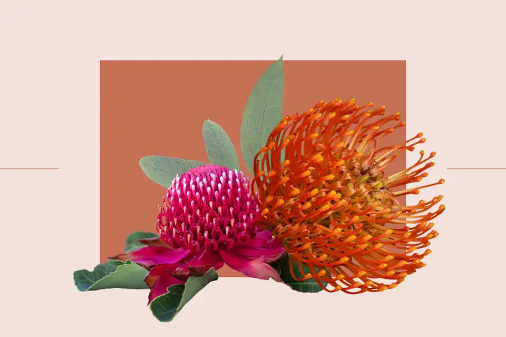 Waratah and Protea floral arrangement on a soft terracotta background