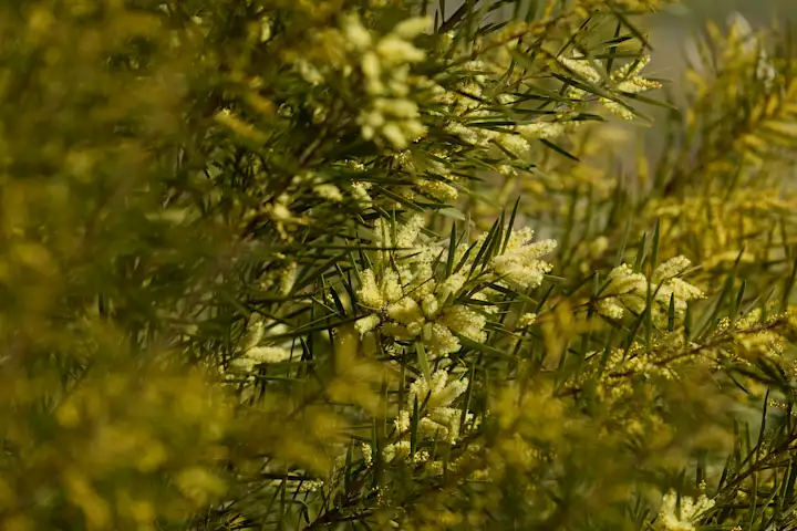 Soft Focus Wattle