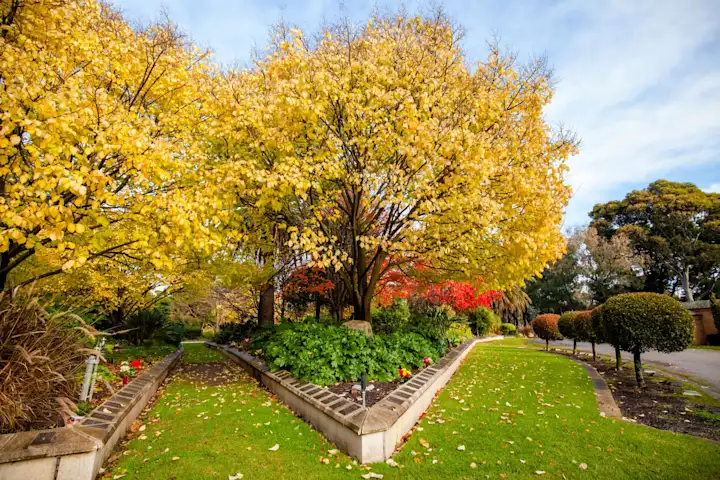 Autumn trees at Fawkner Memorial Park