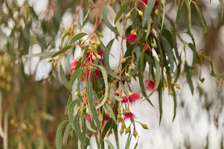 Native eucalyptus blossoms at Lilydale Memorial Park