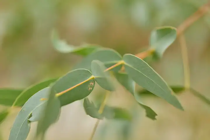 Eucalyptus Leaves at Lilydale Memorial Park
