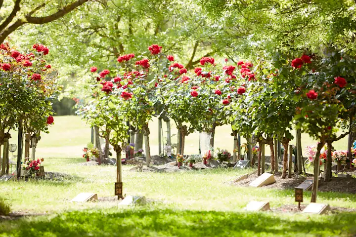 Family rose memorials with plaques at Fawkner Memorial Park
