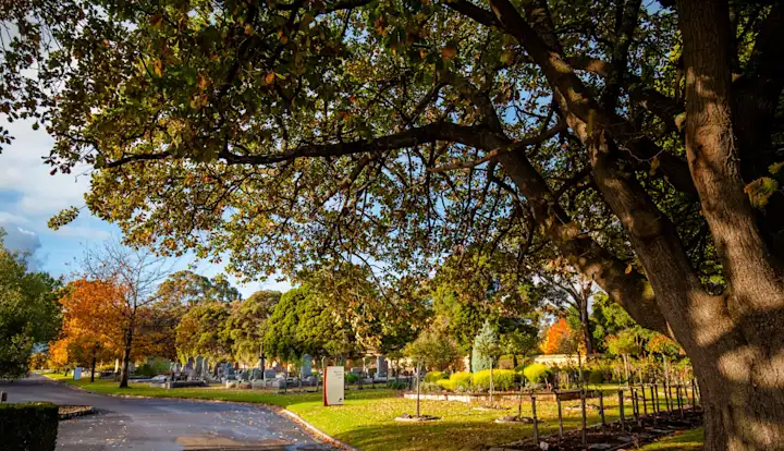 Tree at Second Avenue Fawkner