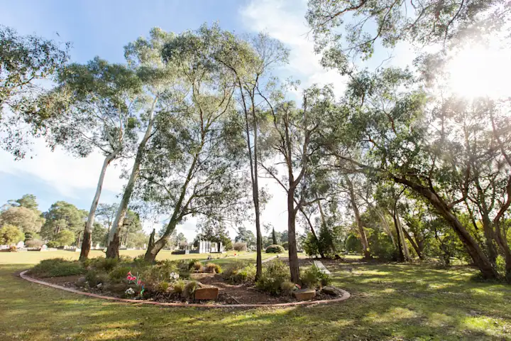 Sunlight through tall native eucalyptus trees at Healesville Cemetery