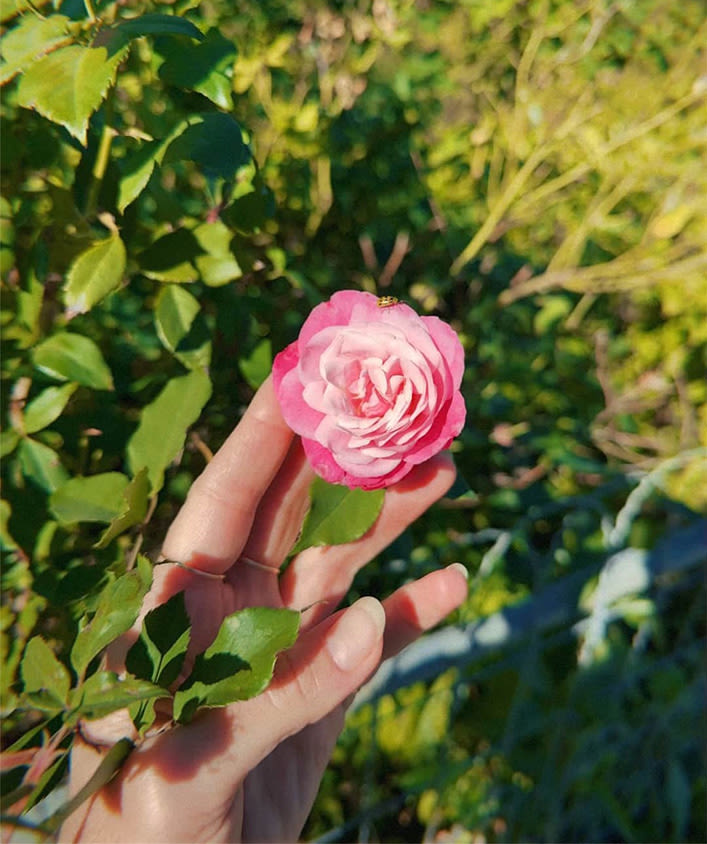 Woman holding a pink flower