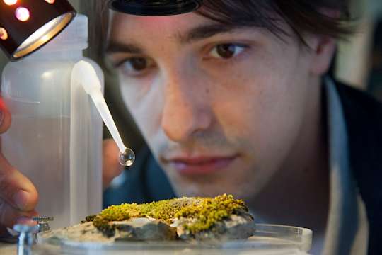 Student drops water onto lichen sample in Herbarium
