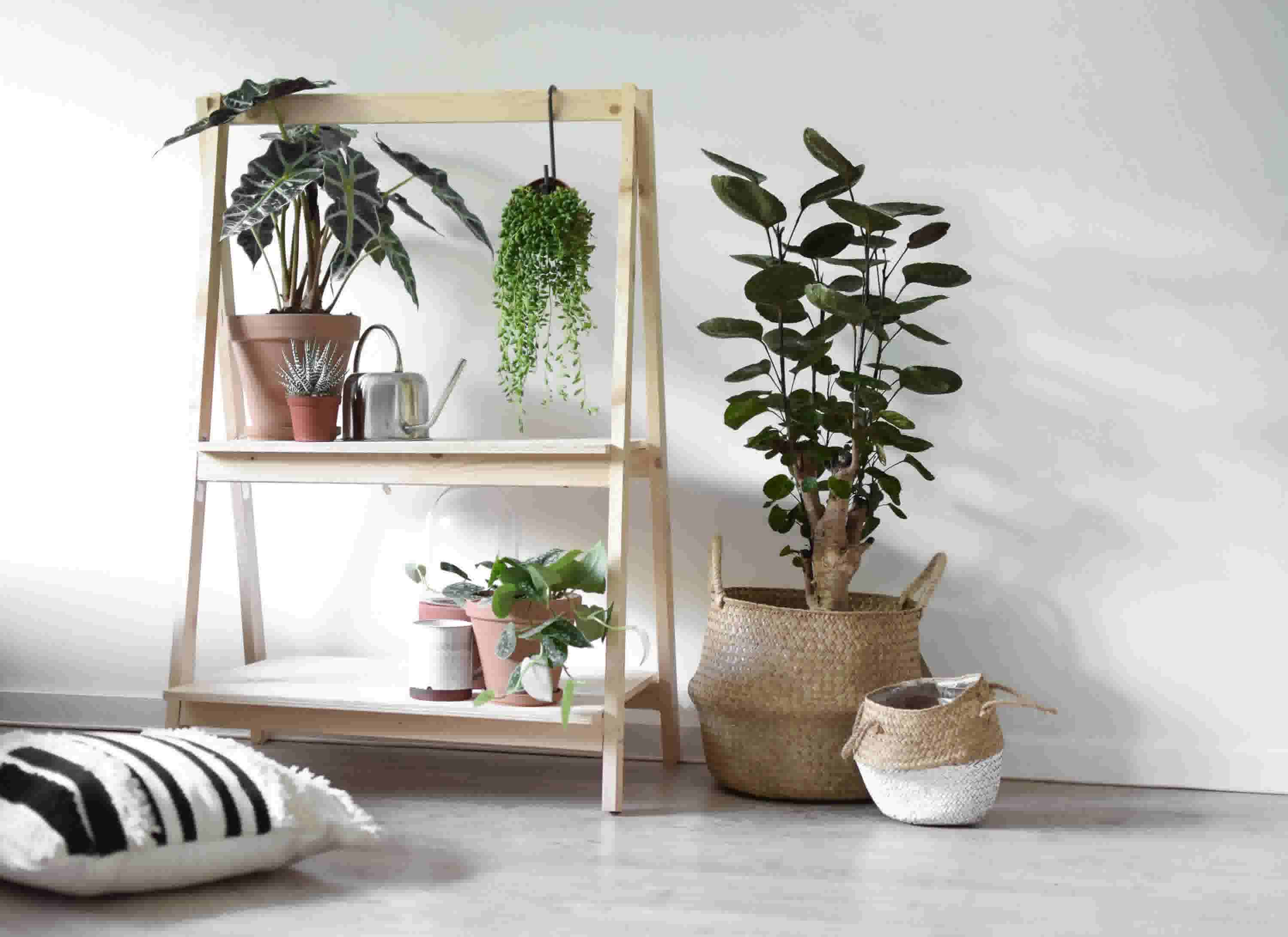 Plantenstandaard maken voor je mooiste kamerplanten 